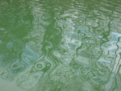 photo 44 - l'eau verte du canal