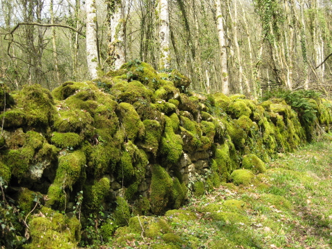 photo 97 talus moussu
